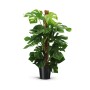 Fensterblatt (Monstera) am Moosstab im Topf, ca. 24 cm Topf-Ø.