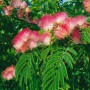 Seidenbaum Albizia Tropical Dream mit rosa Blüten und grünen Blättern.