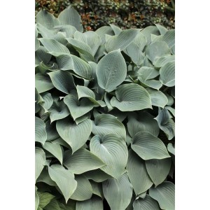 Nahaufnahme der Blaublattfunkie (Hosta Sieboldiana Elegans) mit großen, bläulich-grünen Blättern.