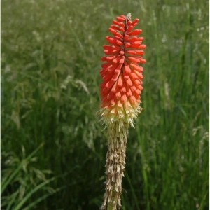 Nahaufnahme einer Fackellilie (Kniphofia uvaria) mit rot-gelbem Blütenstand vor grünem Hintergrund.