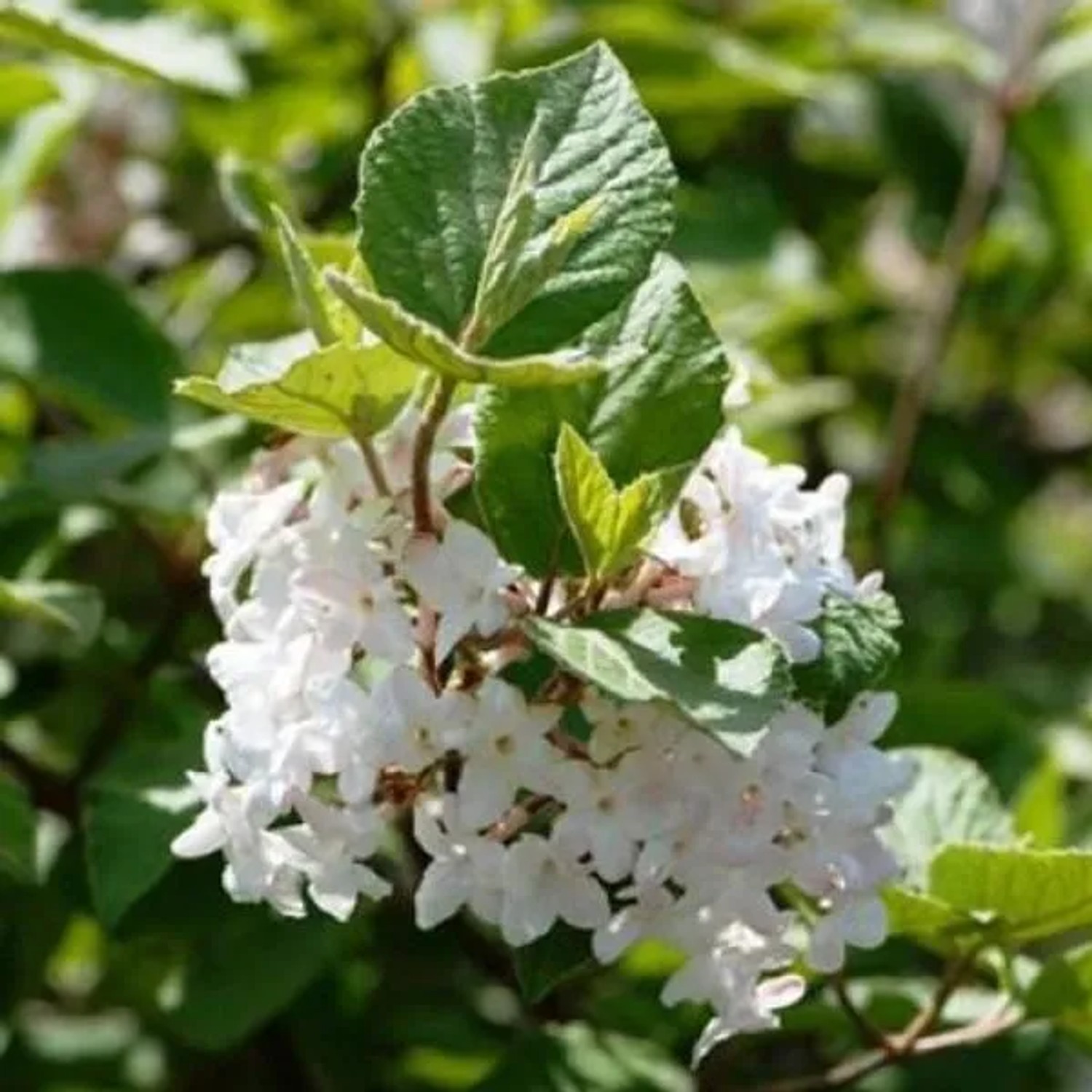 Schneeball 'Compactum' Viburnum opulus 60 bis 80 cm im Container Robust