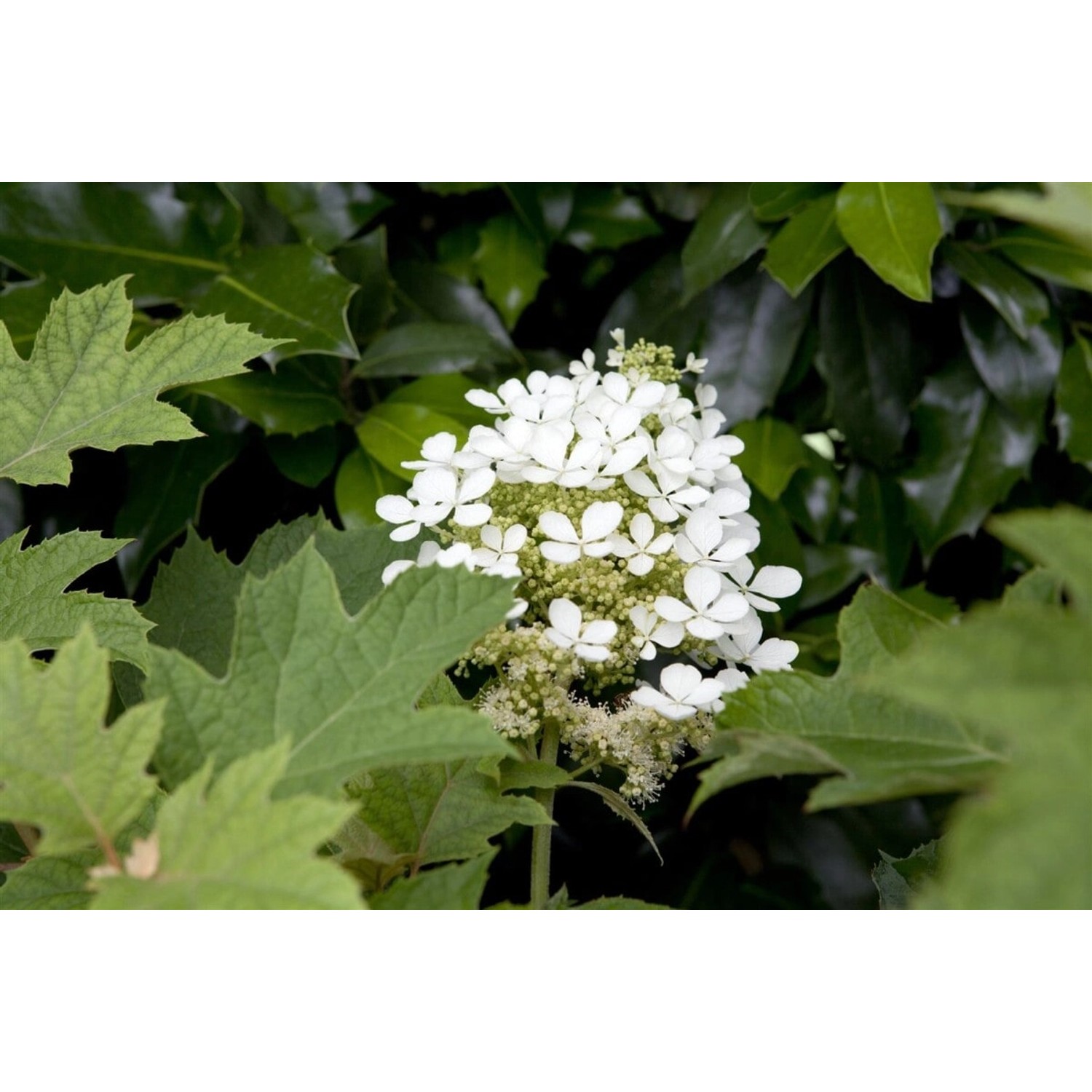 Hydrangea Quercifolia Eichenblatthortensie 80–100 cm Weiß günstig online kaufen