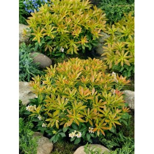 Japanische Lavendelheide Sarabande mit gelb-roten Blättern und weißen Blüten im Garten.