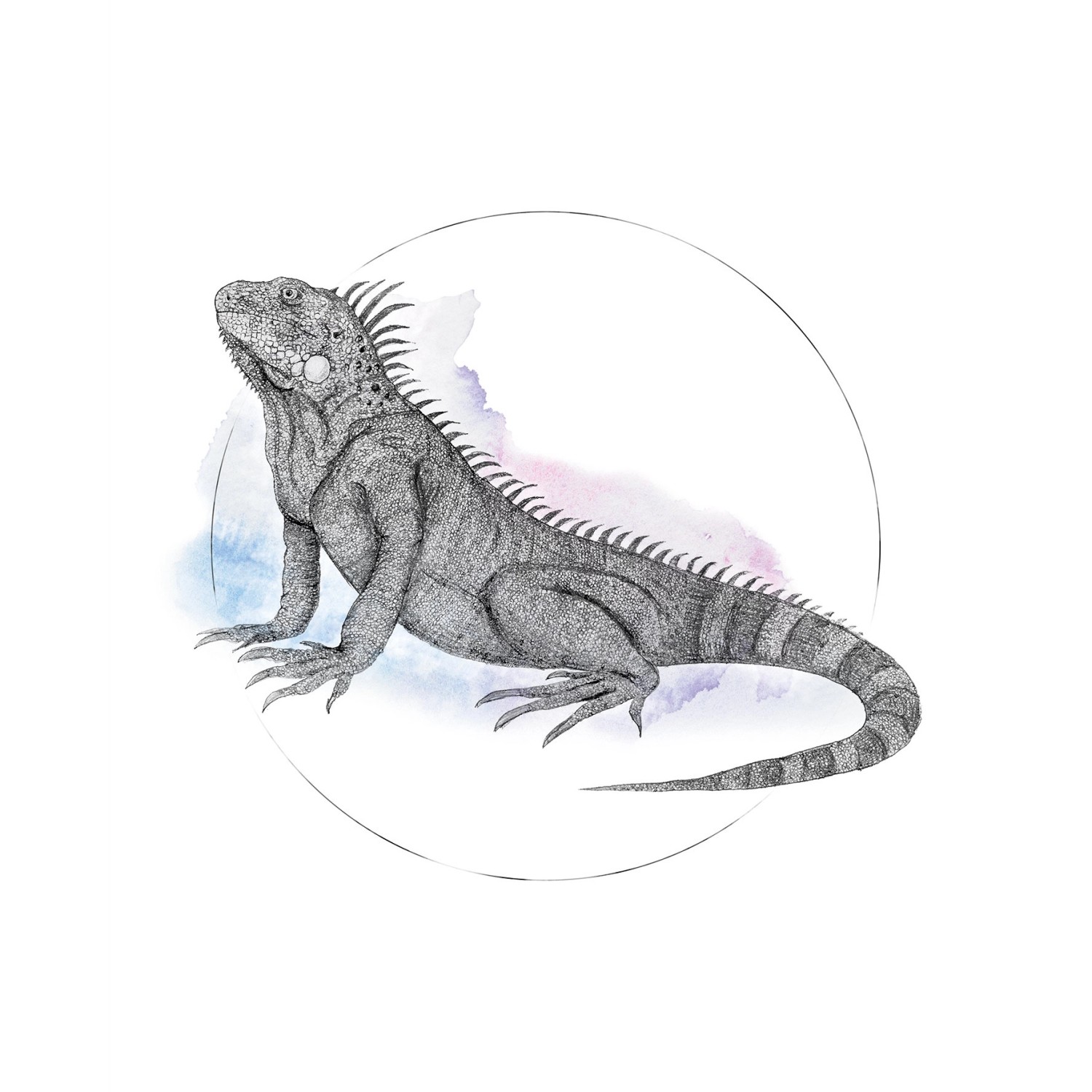 Komar Wandbild Iguana Watercolor 40 x 50 cm günstig online kaufen