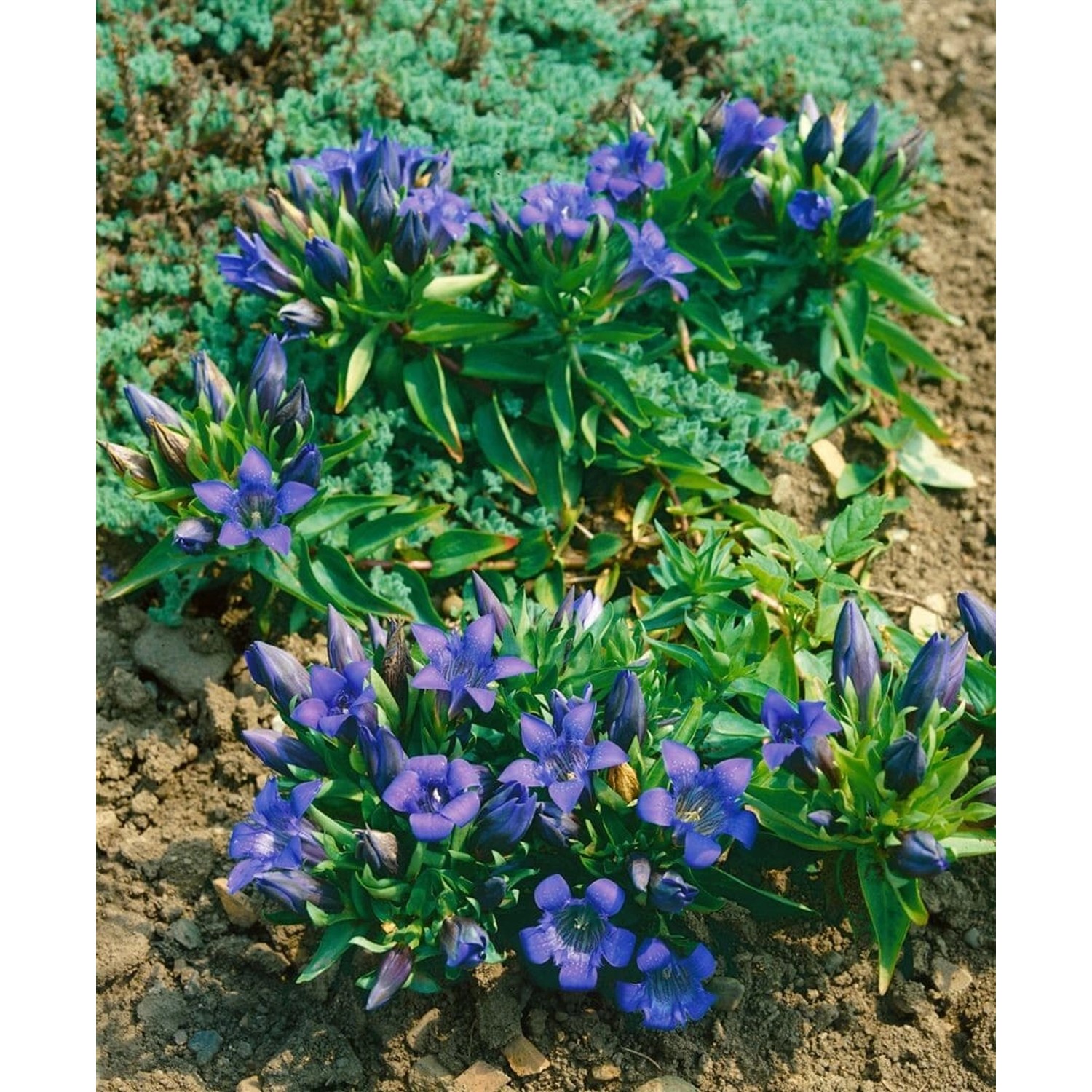 Gentiana Septemfida Var.lagodechiana Siebenfacher Enzian Ca. 9x9 cm Topf günstig online kaufen