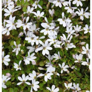 Nahaufnahme des Bubikopf Treadwellii (Pratia pedunculata) mit kleinen, weißen Blüten und grünen Blättern.