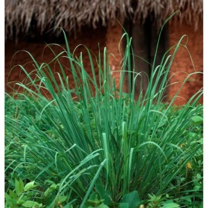 Zitronengras - Cymbopogon citratus