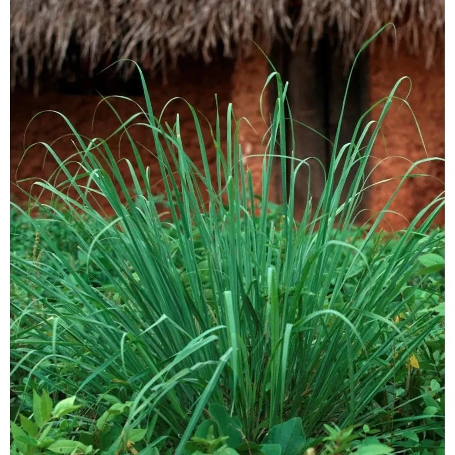 Zitronengras - Cymbopogon citratus
