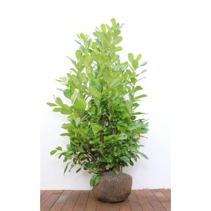 Kirschlorbeer 'Rotundifolia', 125-150 cm, buschige Heckenpflanze mit grünen Blättern.