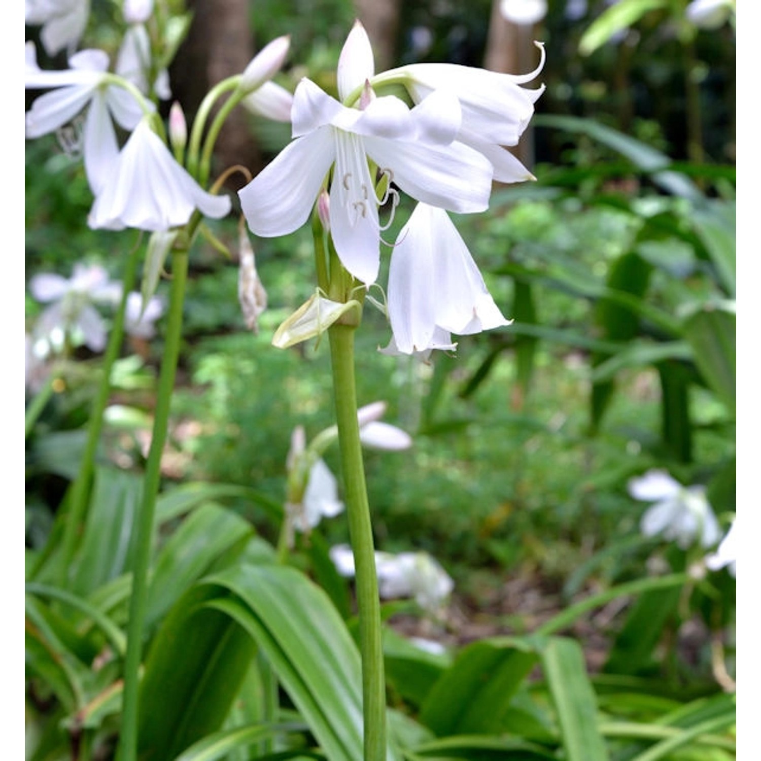 Garten Hakenlilie - Crinum powellii günstig online kaufen