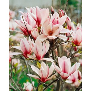 Nahaufnahme der rosa-weißen Blüten der Magnolia 'Sunrise' Magnolie, 40-60 cm hoch.