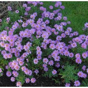Kissenaster 'Herbstgruß von Bresserhof' (Aster dumosus) mit lila Blüten und gelber Mitte.