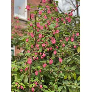 Blutjohannisbeere 'Baumfink' im Topf, 60-100cm, mit leuchtend roten Blüten.