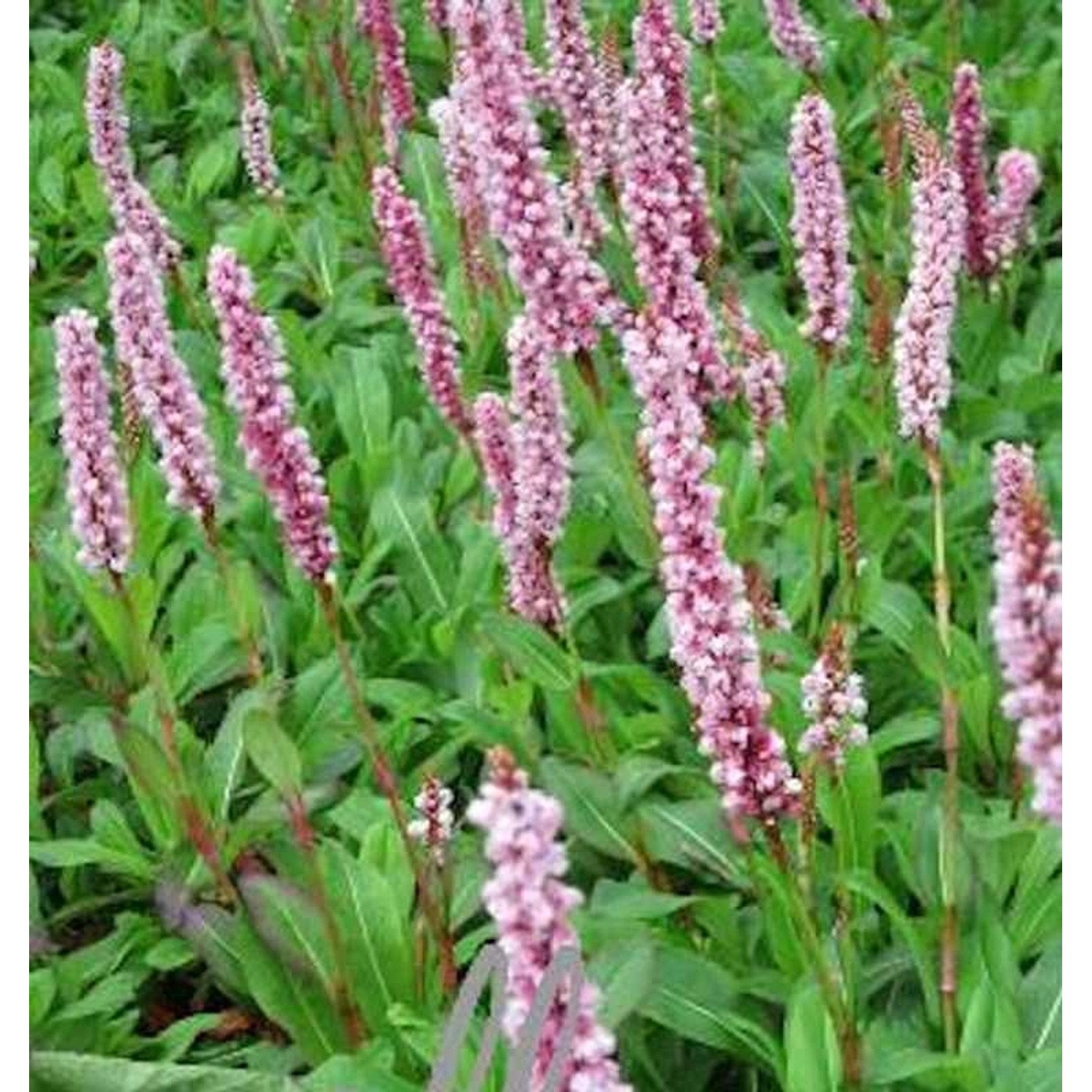 Schneckenknöterich Darjeeling Red - Persicaria affinis günstig online kaufen