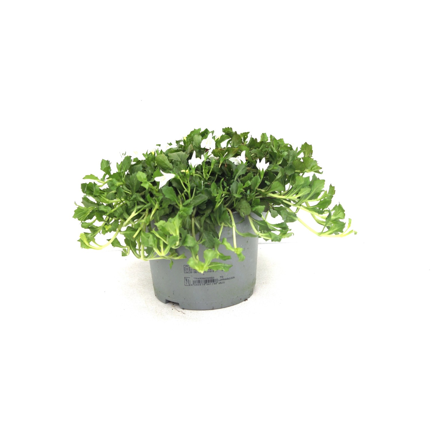 GROW BY OBI Lippenmäulchen Mazus rep. T13