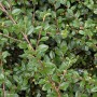 Detailaufnahme der Zwergmispel Jürgl (Cotoneaster dammeri) mit kleinen, grünen Blättern und feinen Ästen.