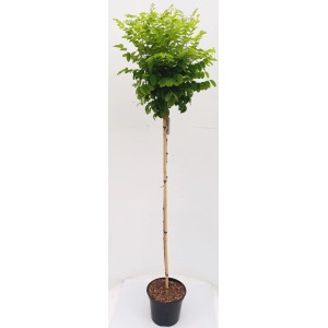 Kugelrobinie als Stämmchen im Topf, ca. 180-190 cm hoch, ideal für Garten und Terrasse.