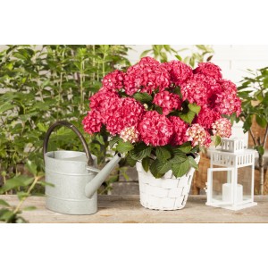 Hortensie Selma Rot im Topf mit Gießkanne und Laterne als Gartendeko.