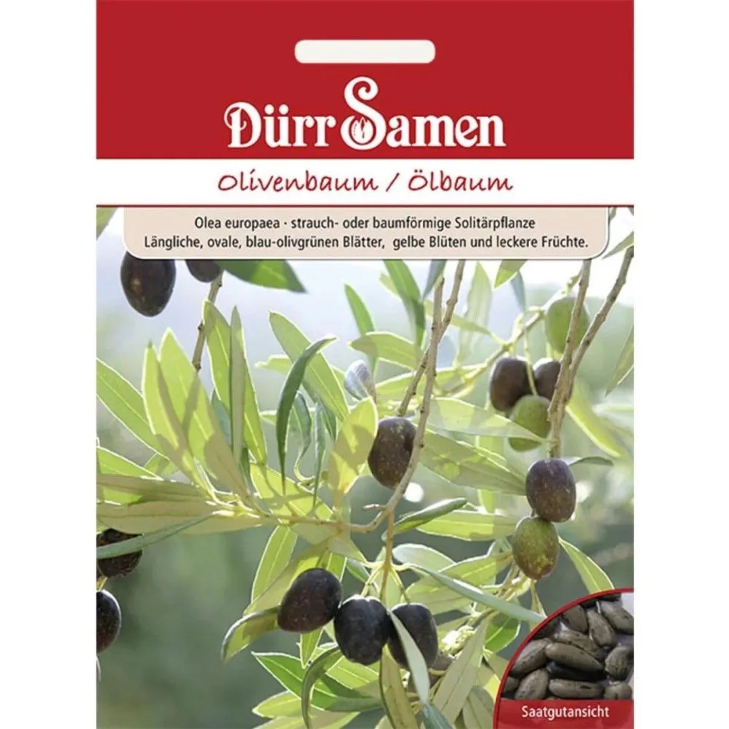 Dürr Samen Olivenbaum Ölbaum Saatgut