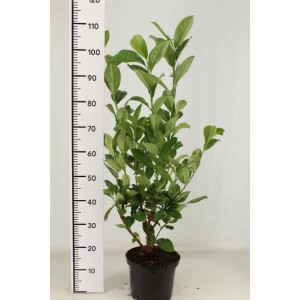 Pflanzen-Boering: Kirschlorbeer Prunus Rotundifolia, Höhe 80-100cm im Topf.