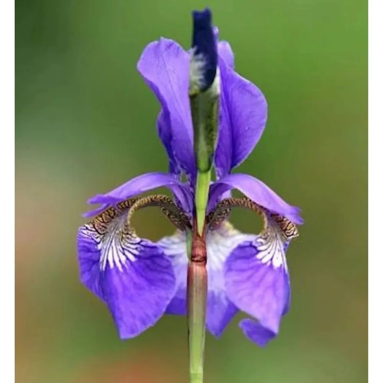 Sibirische Schwertlilie Blue King - Iris sibirica