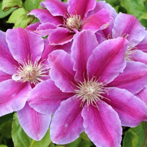 Nahaufnahme der rosa-gestreiften Blüten der Waldrebe Dr. Ruppel.