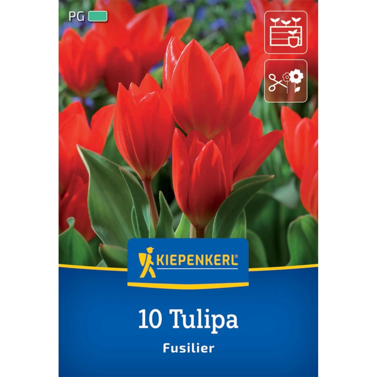 Kiepenkerl Blumenzwiebel Wildtulpe Tulipa praestans Fusilier 10 Stück