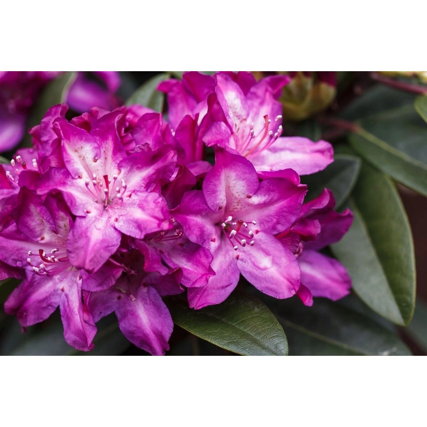 Rhododendron Hybr. Anatevka Rosa Blüten 60–70 cm günstig online kaufen