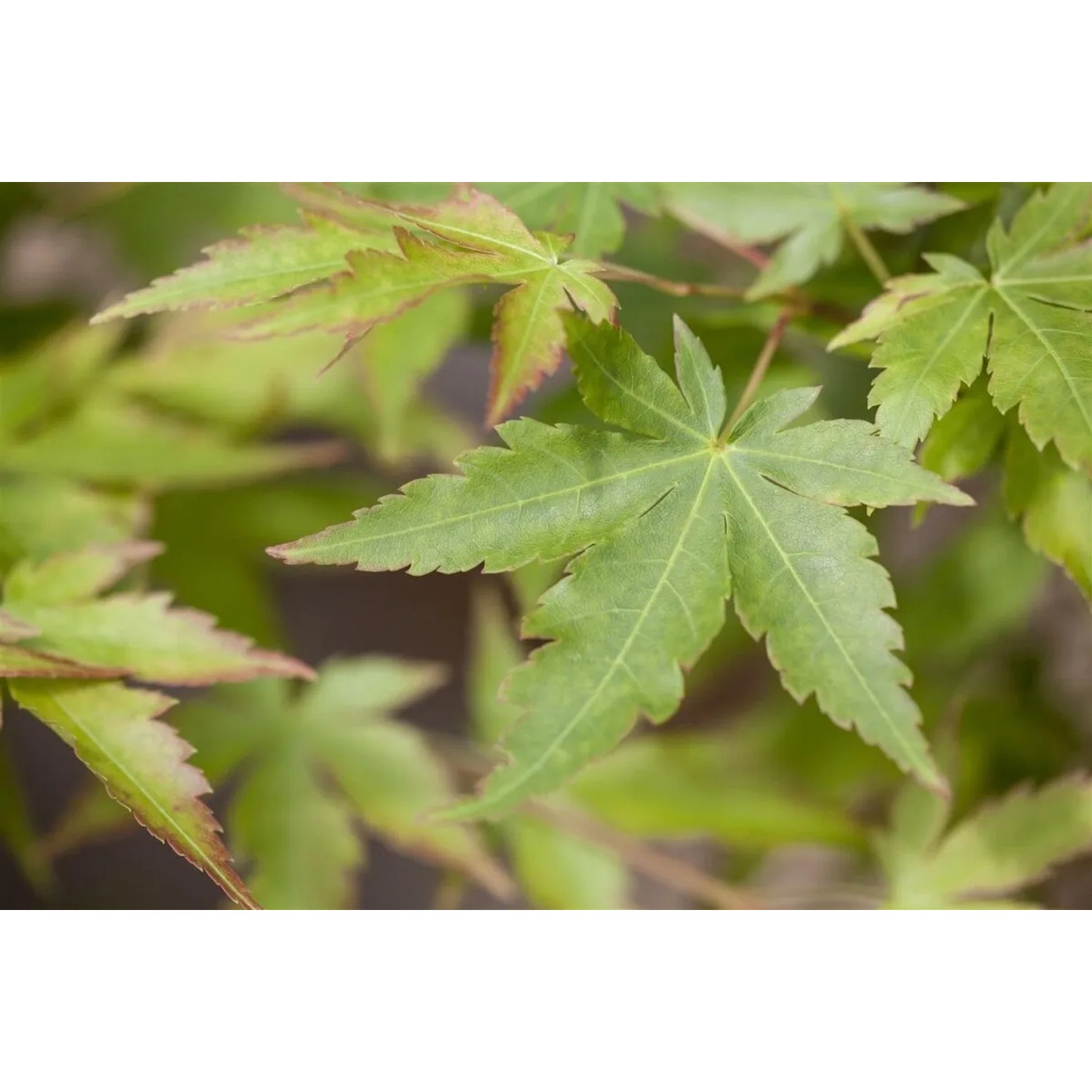Nahaufnahme von grünen Blättern des Acer Palmatum Sangokaku, einem Japanischen Ahorn.