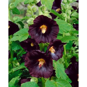 Nahaufnahme der dunkelvioletten Stockrose 'Blacknight' im 9x9 cm Topf. Blühende Zimmerpflanze mit samtigen Blüten.