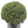 Kugelförmige Japanische Stechpalme Ilex Glori Gem (40-50cm) im Topf.