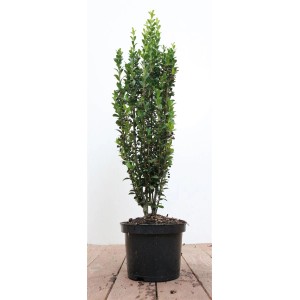 Säulenförmige, immergrüne Ilex crenata 'Fastigiata' im Topf, 40-50 cm hoch. Ideal als Heckenpflanze.