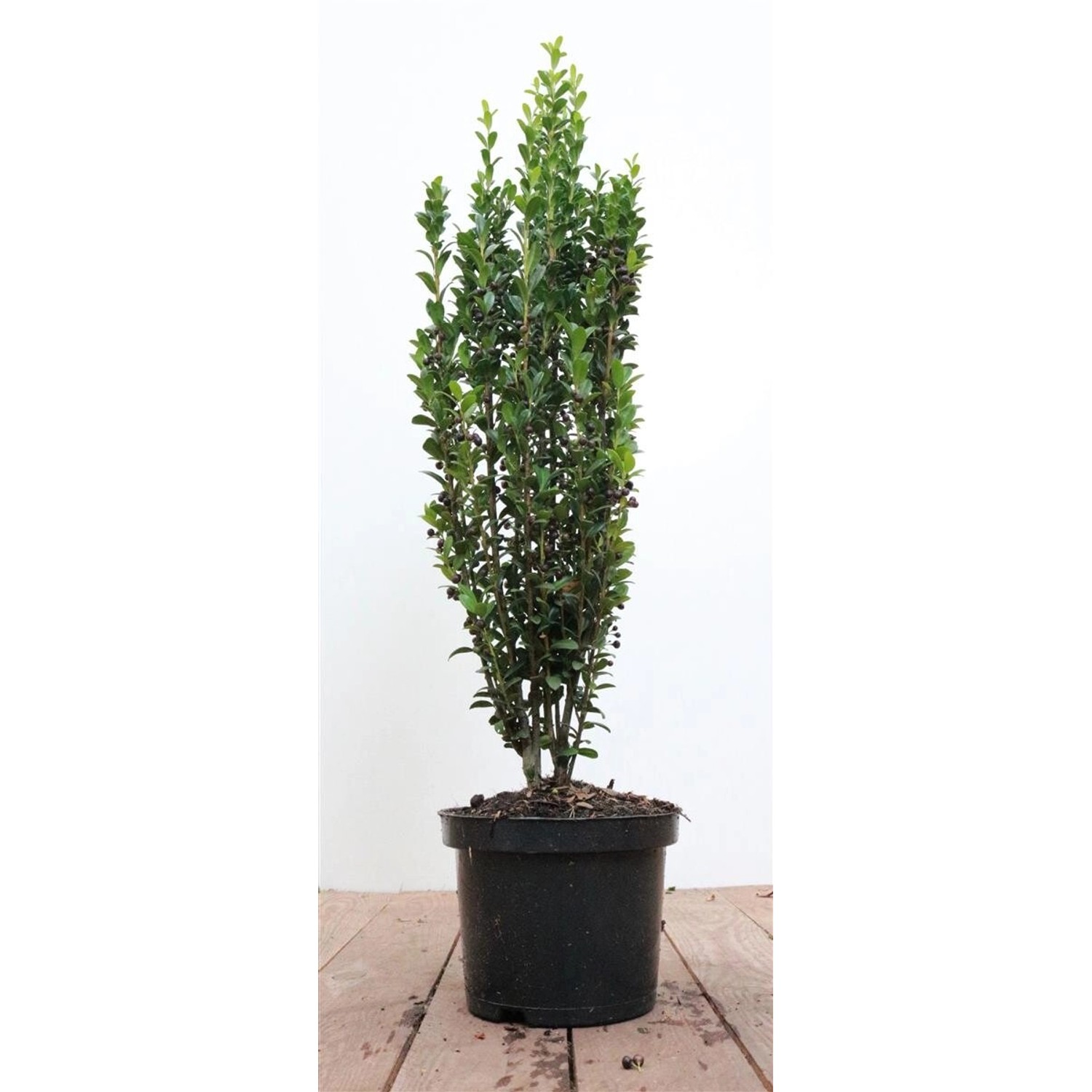 Ilex crenata 'Fastigiata' 40-50 cm günstig online kaufen