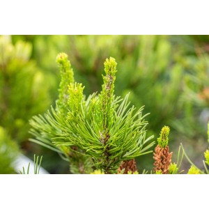 Detailaufnahme der grünen Nadeln einer Küsten-Kiefer (Pinus Contorta), 40–60 cm hoch.