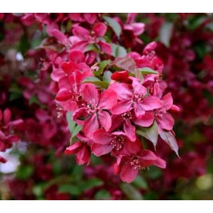 Nahaufnahme: Zierapfelbaum Royalty mit purpurroten Blüten.
