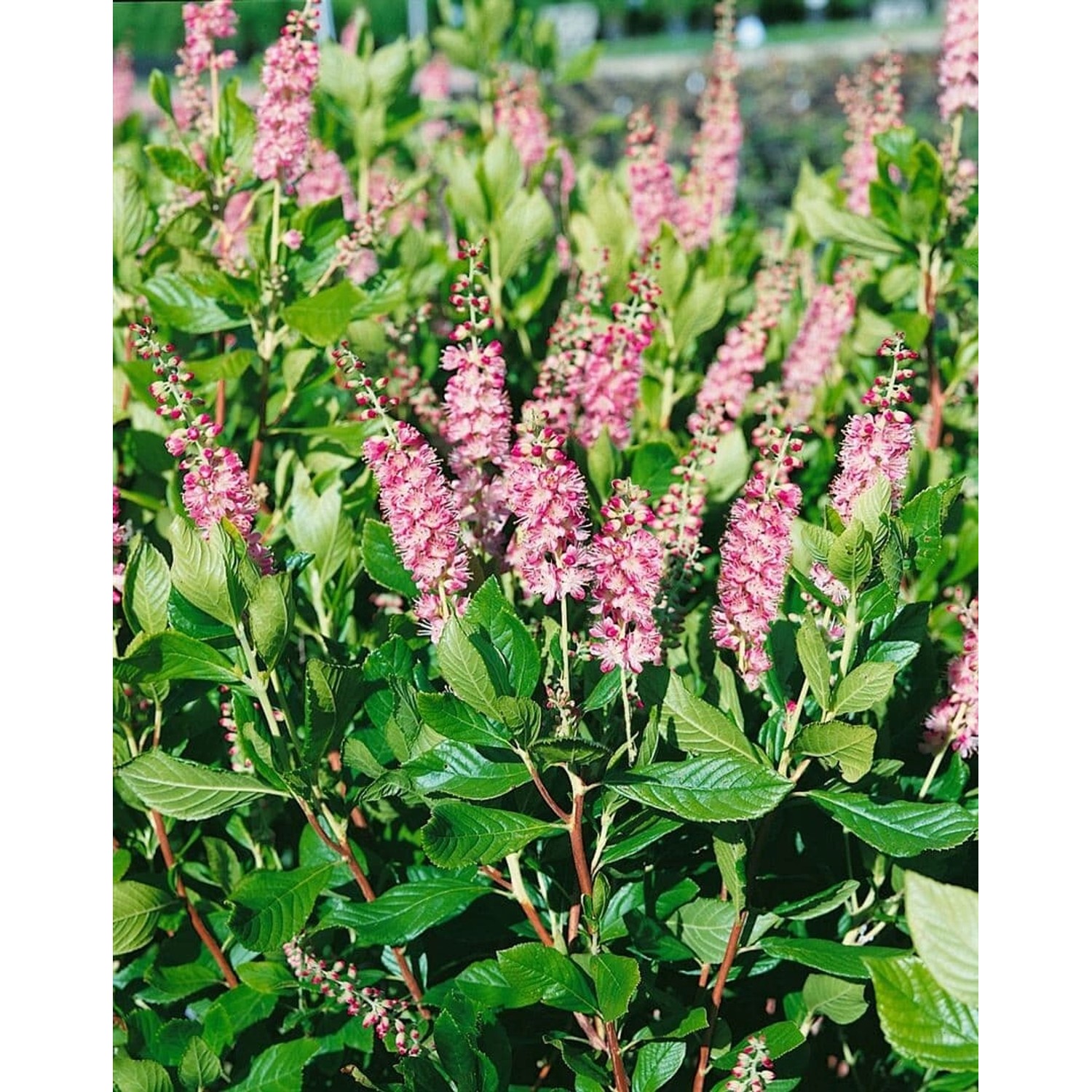 Clethra Alnifolia Ruby Spice Scheineller Rosa Blüten 60–80 cm günstig online kaufen