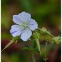 Wiesenstorchschnabel Splish Splash Staude mit weißer Blüte, lila Sprenkeln und Adern. Geranium pratense.