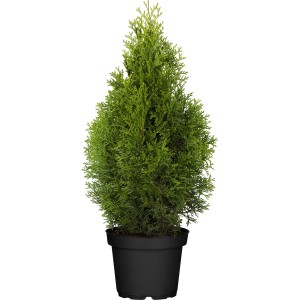 Smaragd Lebensbaum im Topf, ca. 60-80 cm hoch, ideal als Heckenpflanze.