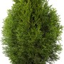 Smaragd Lebensbaum im Topf, ca. 60-80 cm hoch, ideal als Heckenpflanze.