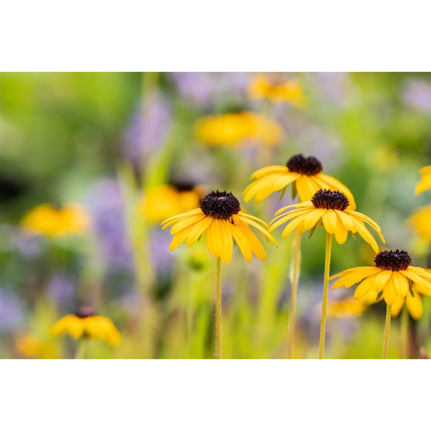 Rudbeckia Fulgida Var.speciosa Sonnenhut Ca. 9x9 cm Topf günstig online kaufen
