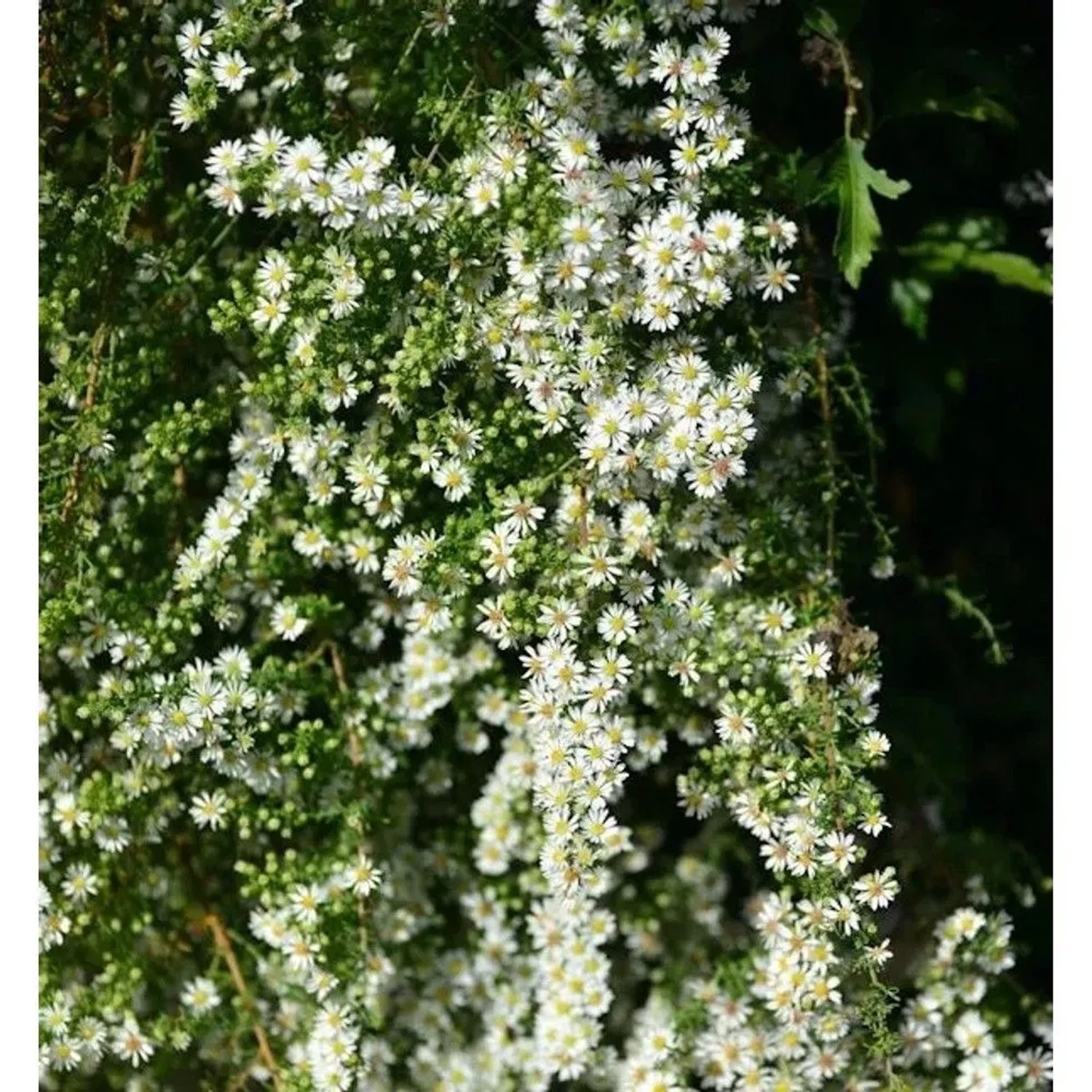 Myrtenaster Schneetanne - Aster ericoides