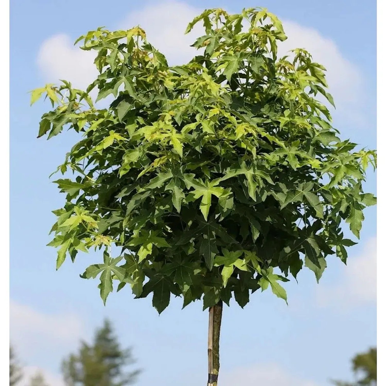 Hochstamm Kugel Amberbaum Gumball 100-125cm - Liquidambar styraciflua