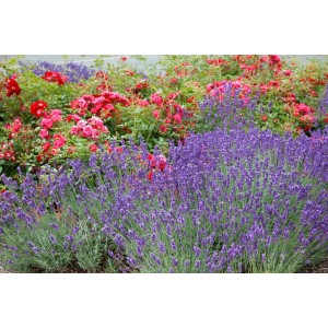 Blühender Lavendel 'Grosso' (Lavandula x Intermedia) im Beet mit roten Rosen.