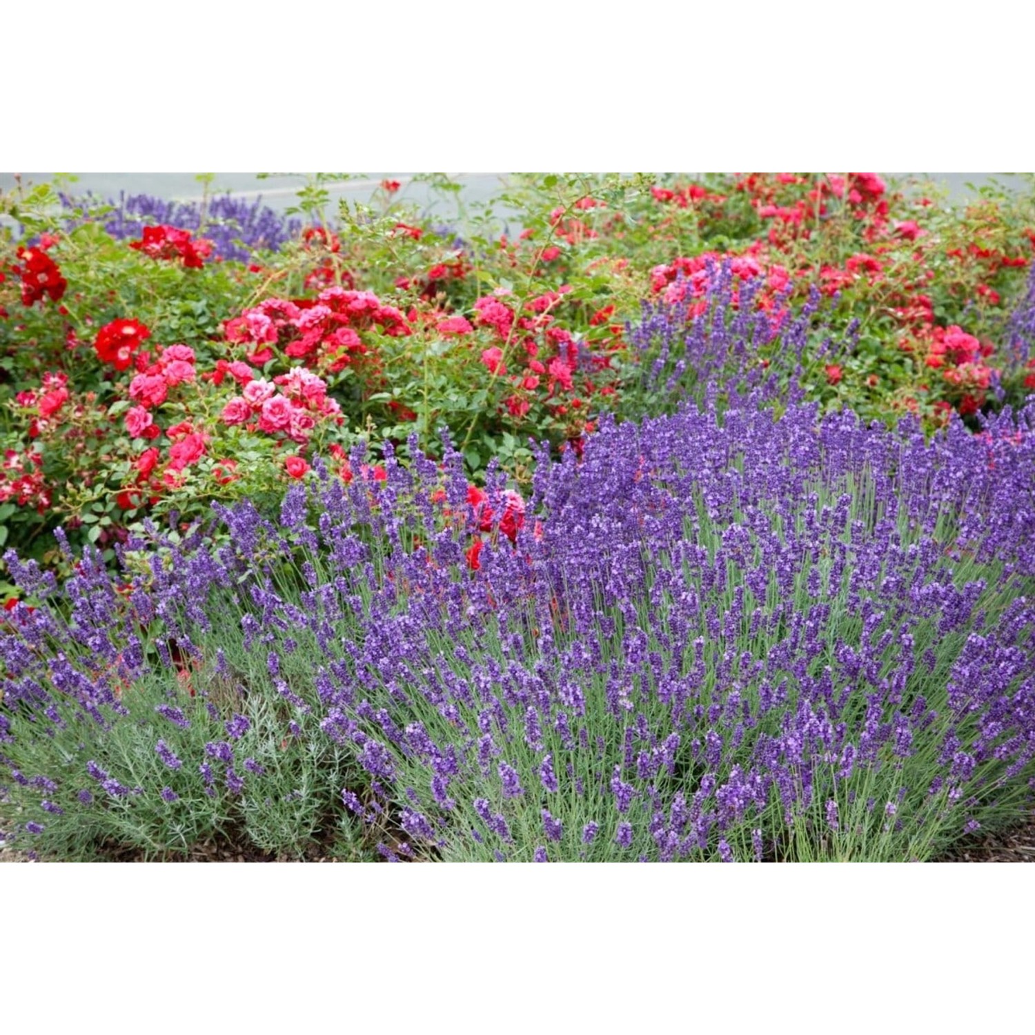Lavandula X Intermedia Grosso Lavendel Ca. 9x9 cm Topf günstig online kaufen
