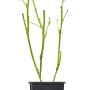 Junge Brombeere 'Black Satin' im Topf, ca. 40-60 cm hoch, grüne Blätter.