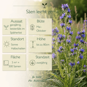 Natternkopf Samen: Blühende Echium Vulgare Wildpflanze mit intensiven blauen Blüten für Garten & Beet. Mehrjährig, sonnige Standorte.