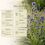 Natternkopf Samen: Blühende Echium Vulgare Wildpflanze mit intensiven blauen Blüten für Garten & Beet. Mehrjährig, sonnige Standorte.
