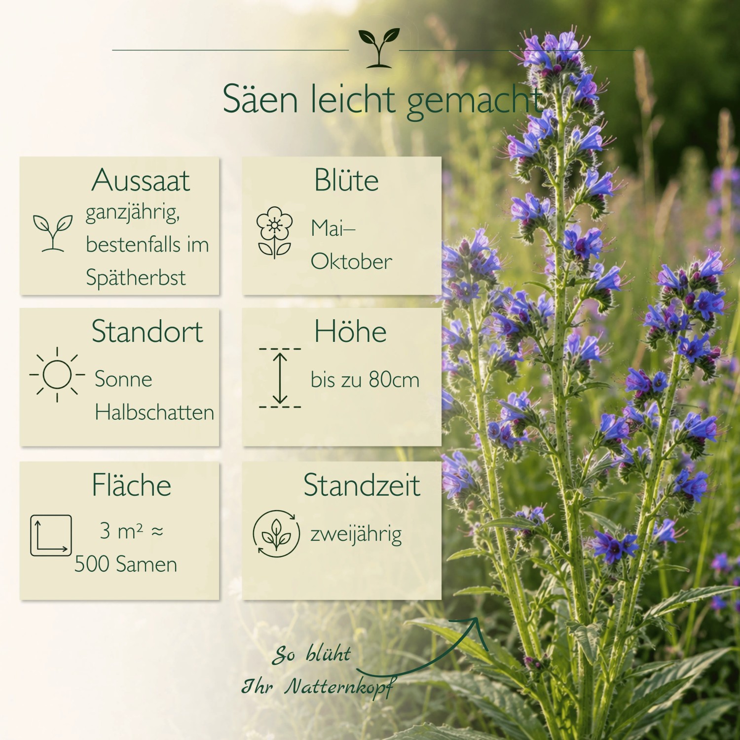 Natternkopf Samen: Blühende Echium Vulgare Wildpflanze mit intensiven blauen Blüten für Garten & Beet. Mehrjährig, sonnige Standorte.