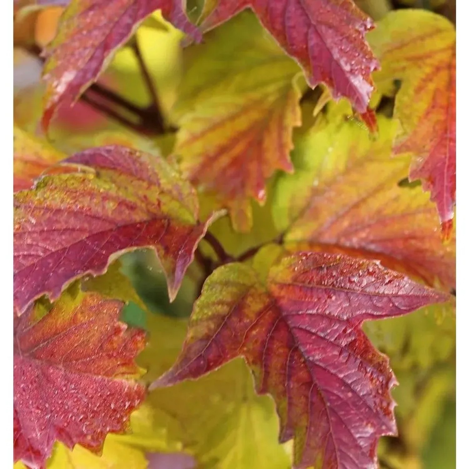 Sargents Schneeball Onondaga 60-80cm - Viburnum sargentii