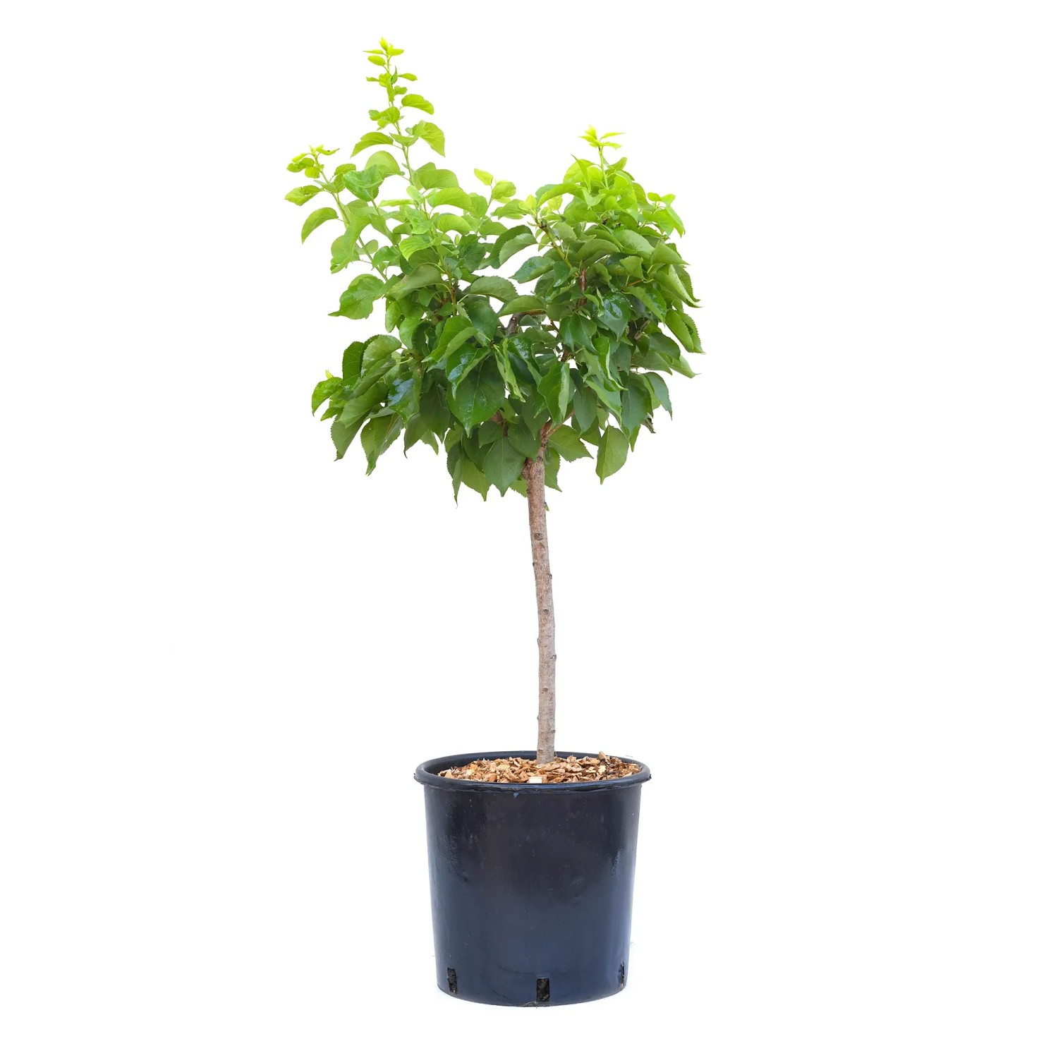 GROW by OBI Zwerg-Aprikosenbaum Ministamm Höhe ca. 60 cm Prunus arm. Aprigold